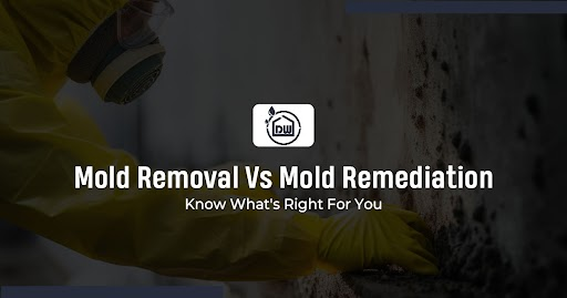 Mold Removal Vs Mold Remediation: Know What’s Right For You