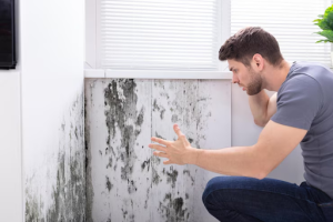 Mold remediation