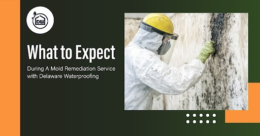 What to Expect During a Mold Remediation Service with Delaware Waterproofing